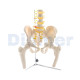Flexible Column With Femur Head Clasic 